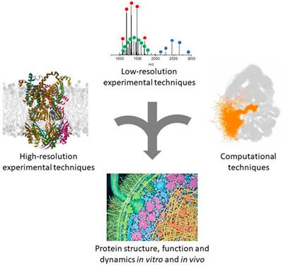 Protein structure and dynamics in the era of integrative structural biology